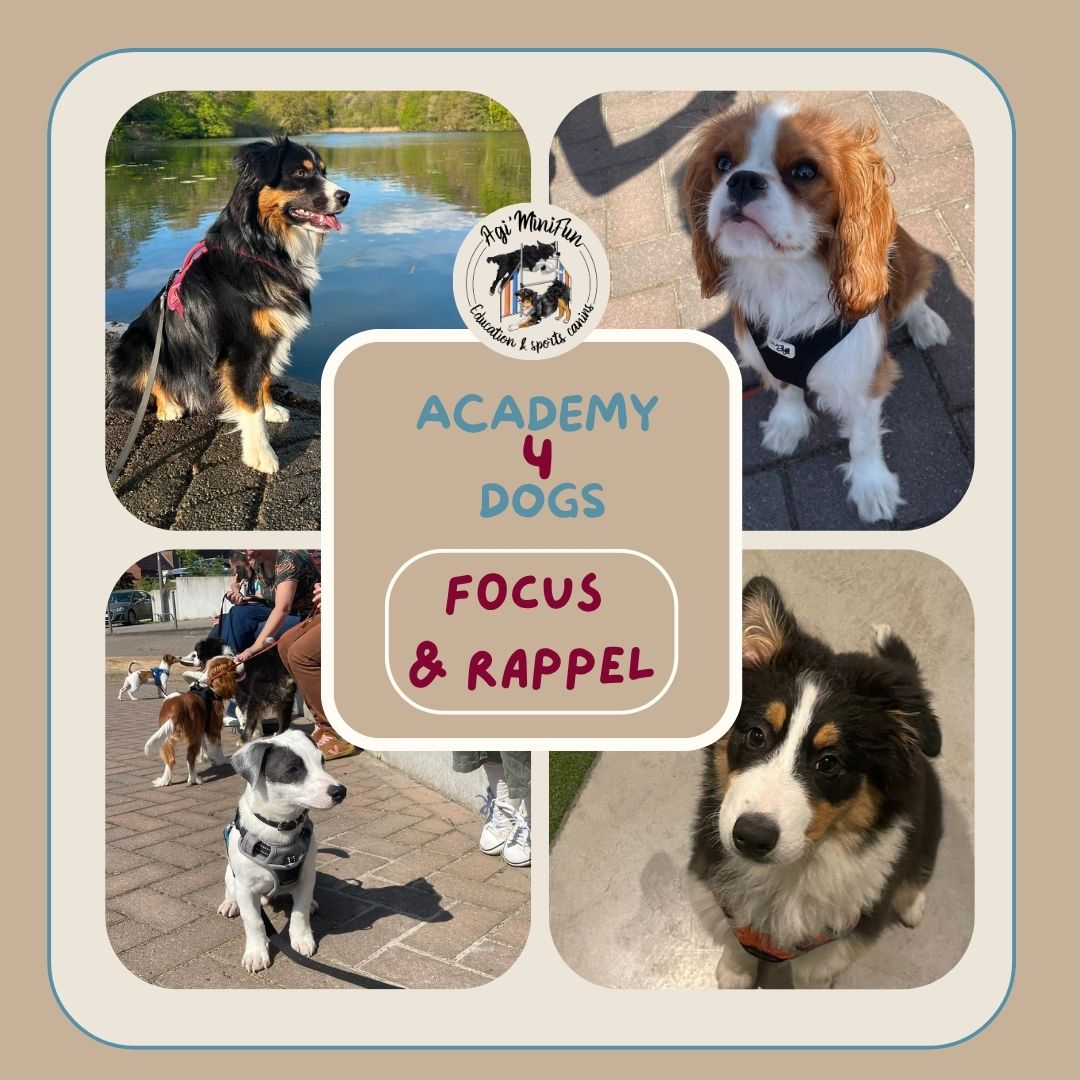 Module "Focus & Rappel"