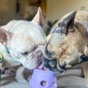 Jouet pour chien remplissable
